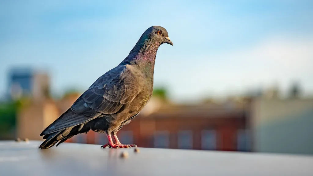 Pigeon & Bird Control Newtownards & Northern Ireland wide