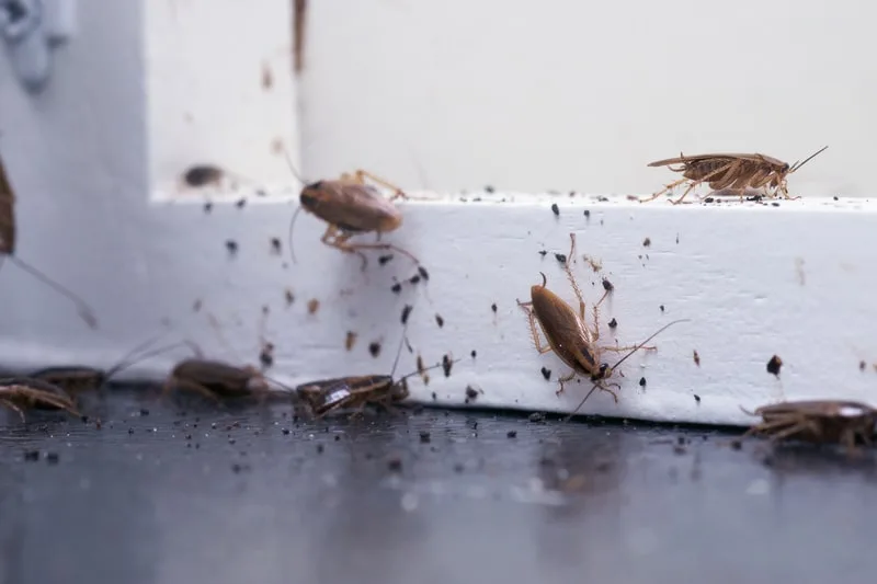 Cockroach extermination Dundonald & Northern Ireland wide