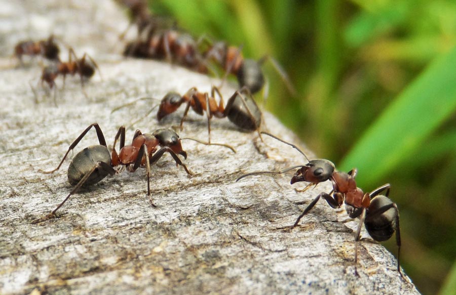 Say Goodbye to Ants: Our Comprehensive Solutions