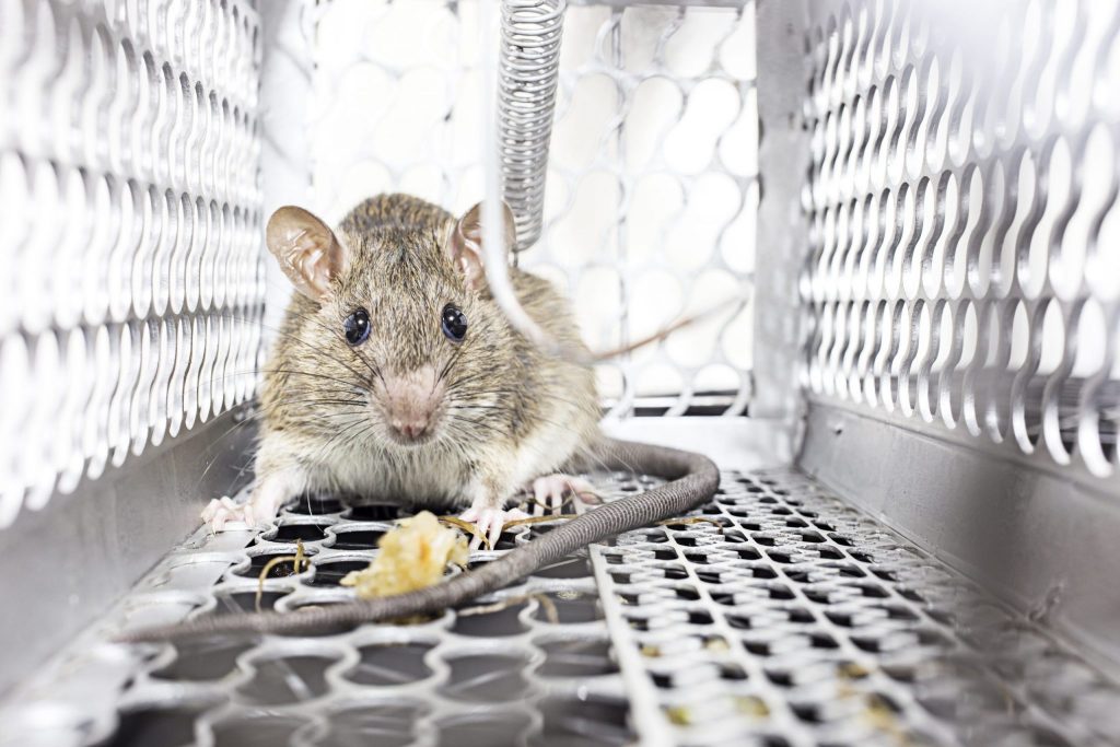 Rats, Mice, Rodents: The Battle Against Infestation