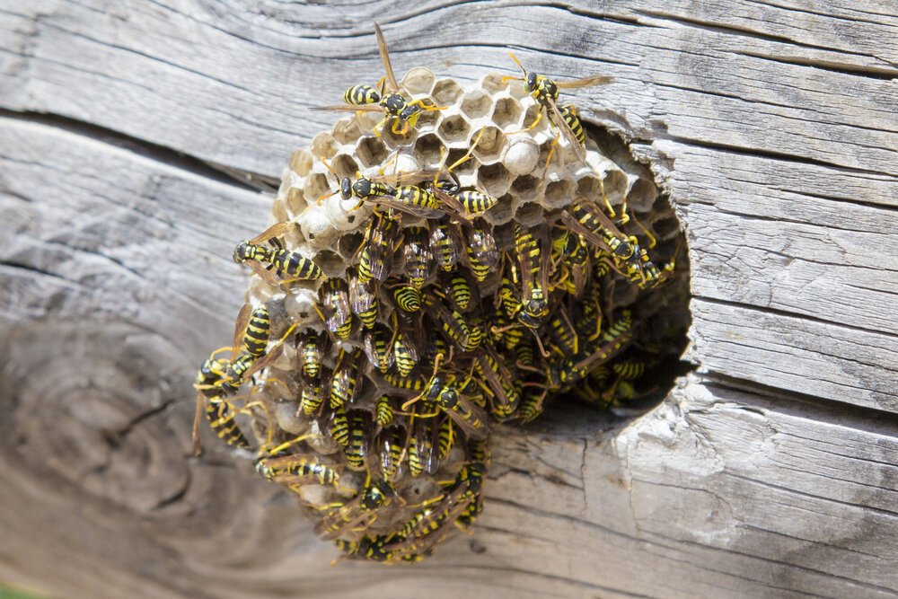 Effective Wasp Removal: Your Safety is Our Priority