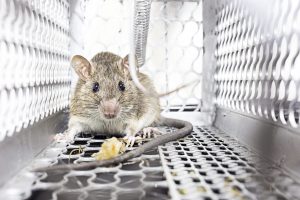 Rats, Mice, Rodents: Effective Pest Control Solutions