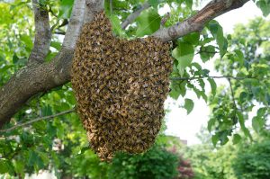 Wasp Infestations: Signs and Prevention Tips