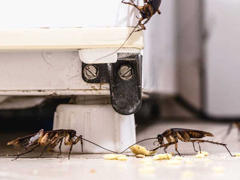 Cockroach Extermination Strategies That Work