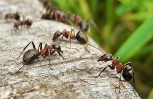 Ant-Free Homes: Tips and Pest Control Solutions