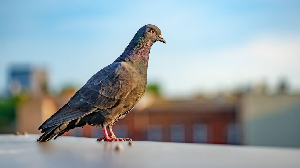 Pigeon Deterrence Techniques for Businesses